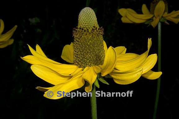 rudbeckia californica var californica 10 graphic